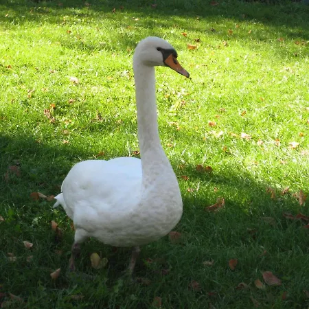 Hainbuche Im Spreewald