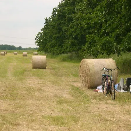 Hainbuche Im Spreewald