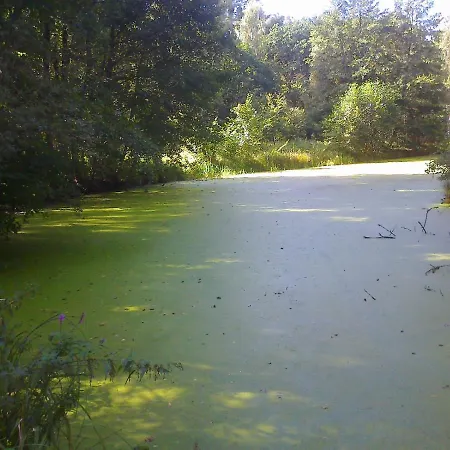 Hainbuche Im Spreewald Lübben