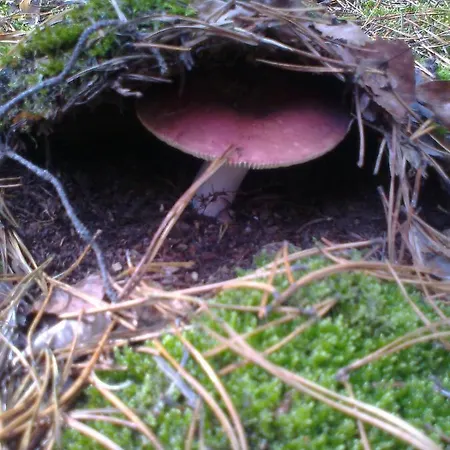 דירה Hainbuche Im Spreewald *