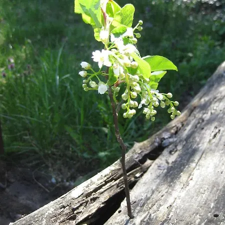 דירה Hainbuche Im Spreewald