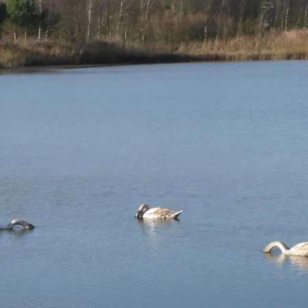 Hainbuche Im Spreewald * Lübben