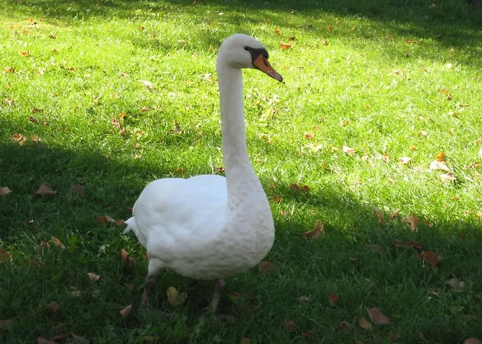 Hainbuche Im Spreewald