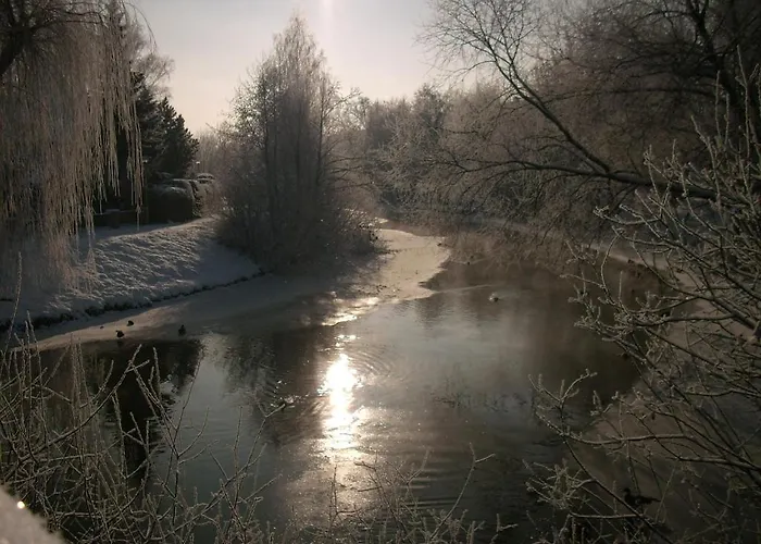 Hainbuche Im Spreewald Lübben