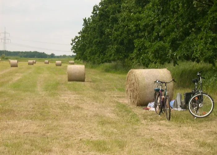 Hainbuche Im Spreewald