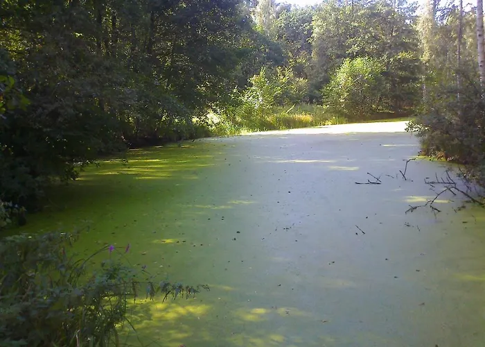 Hainbuche Im Spreewald Lübben