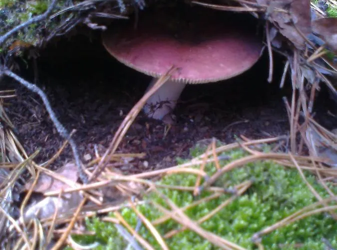 Lägenhet Hainbuche Im Spreewald *