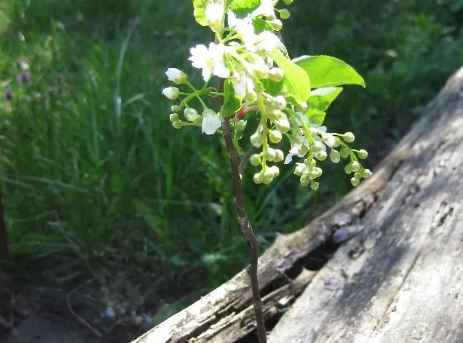 Lägenhet Hainbuche Im Spreewald