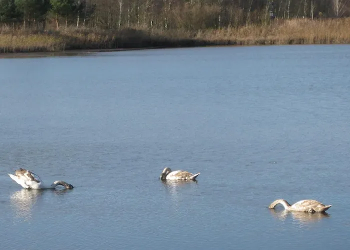 Hainbuche Im Spreewald * Lübben